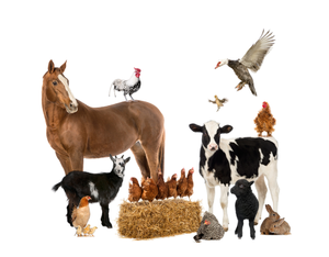 Image Example for livestock