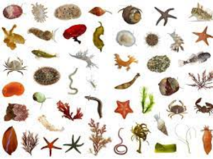 Image Example for species