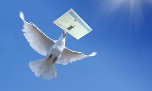 Image Example for carrier pigeon