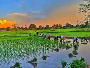 Image Example for paddy field