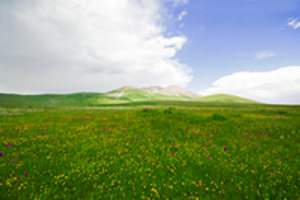 Image Example for grassland