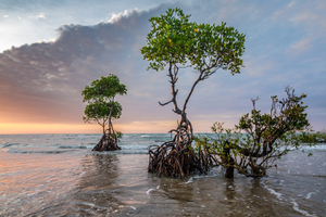 Image Example for mangrove