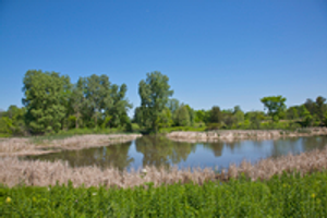 Image Example for pond