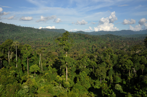 Image Example for tropical forest