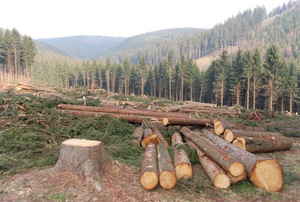 Image Example for deforestation