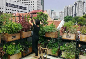 Image Example for rooftop farming