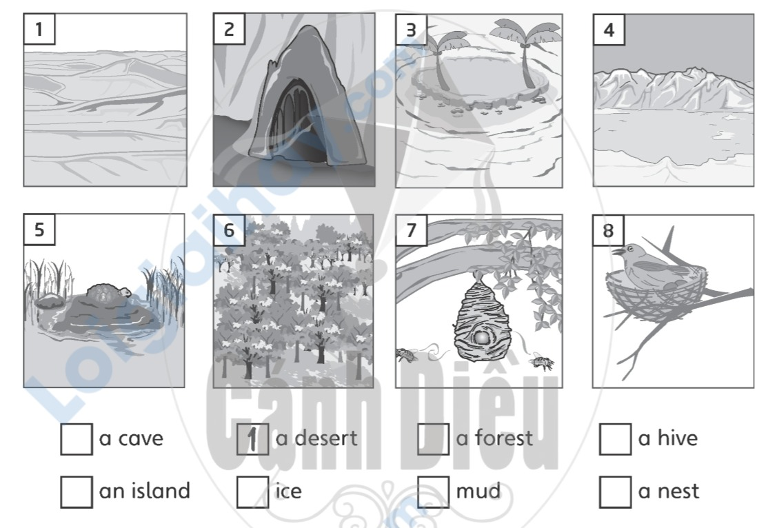 Unit 1. Animal habitats - SBT Tiếng Anh 5 - Explore Our World 0 1