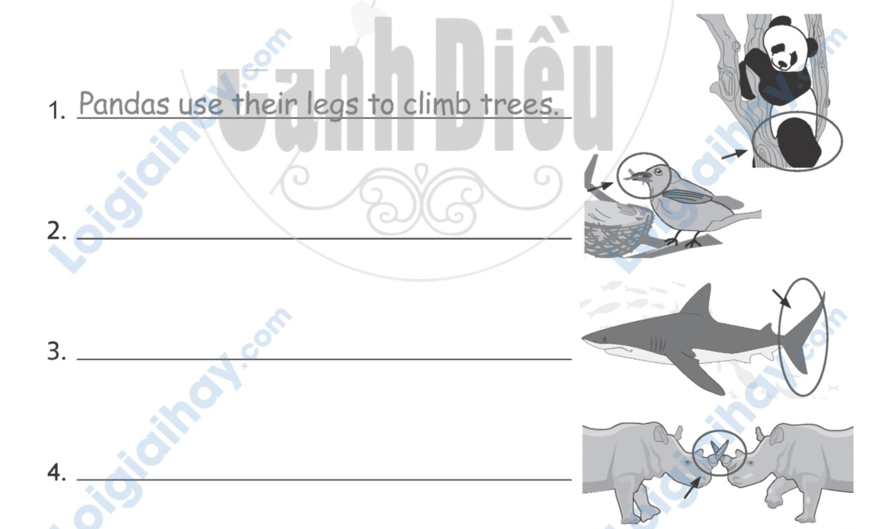 Unit 1. Animal habitats - SBT Tiếng Anh 5 - Explore Our World 7 1