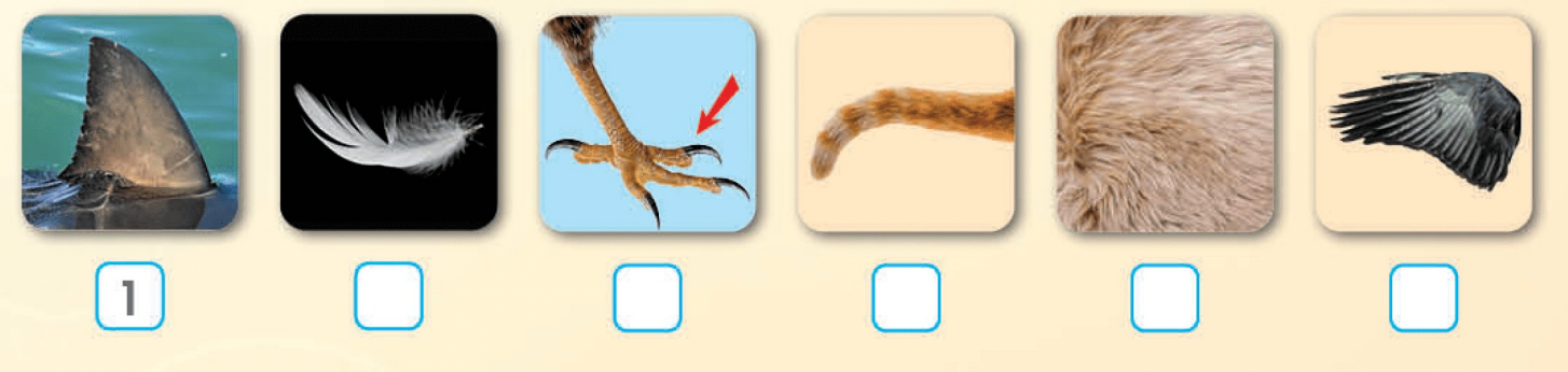 Unit 1. Animals - SBT Tiếng Anh 4 - iLearn Smart Start 14 1