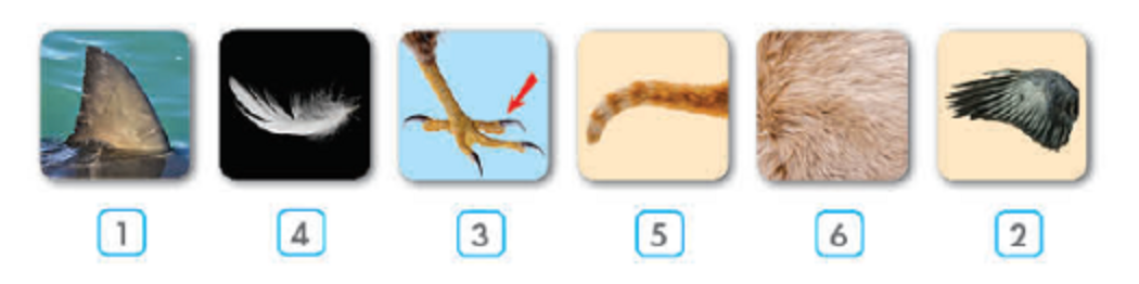 Unit 1. Animals - SBT Tiếng Anh 4 - iLearn Smart Start 14 2