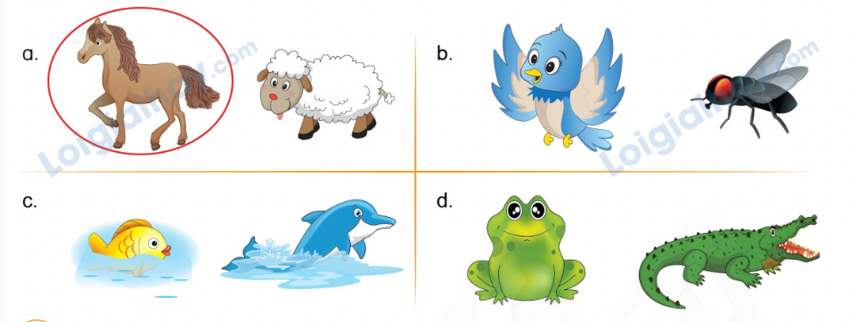 Unit 13. Animals - SBT Tiếng Anh 4 - Phonics Smart 10 1