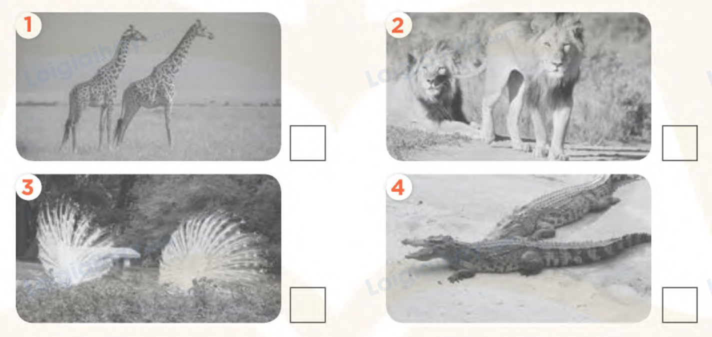 Unit 19. The animal world - SBT Tiếng Anh 4 - Global Success 5 1