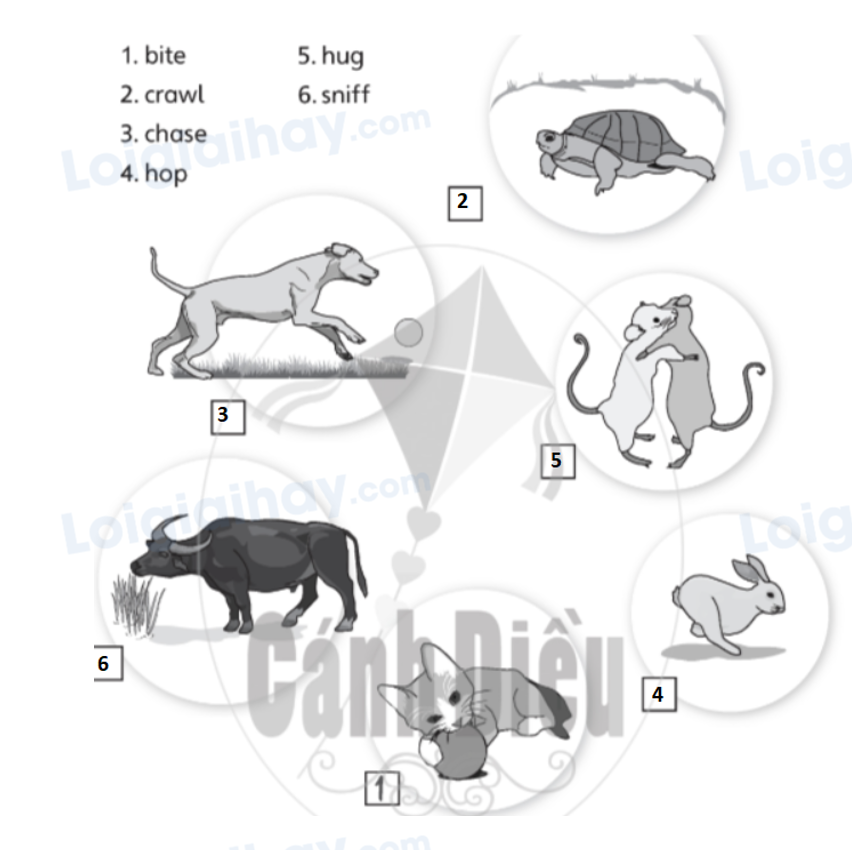 Unit 5. Animal friends - SBT Tiếng Anh 4 - Explore Our World 3 2