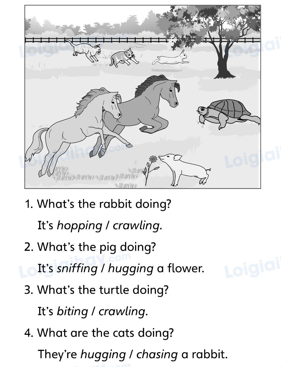 Unit 5. Animal friends - SBT Tiếng Anh 4 - Explore Our World 5 1