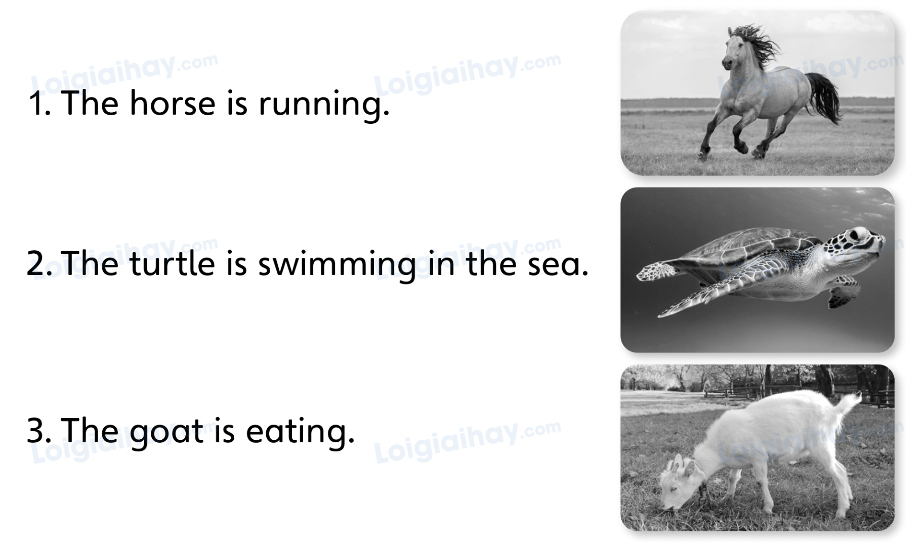 Unit 5. Animal friends - SBT Tiếng Anh 4 - Explore Our World 7 1