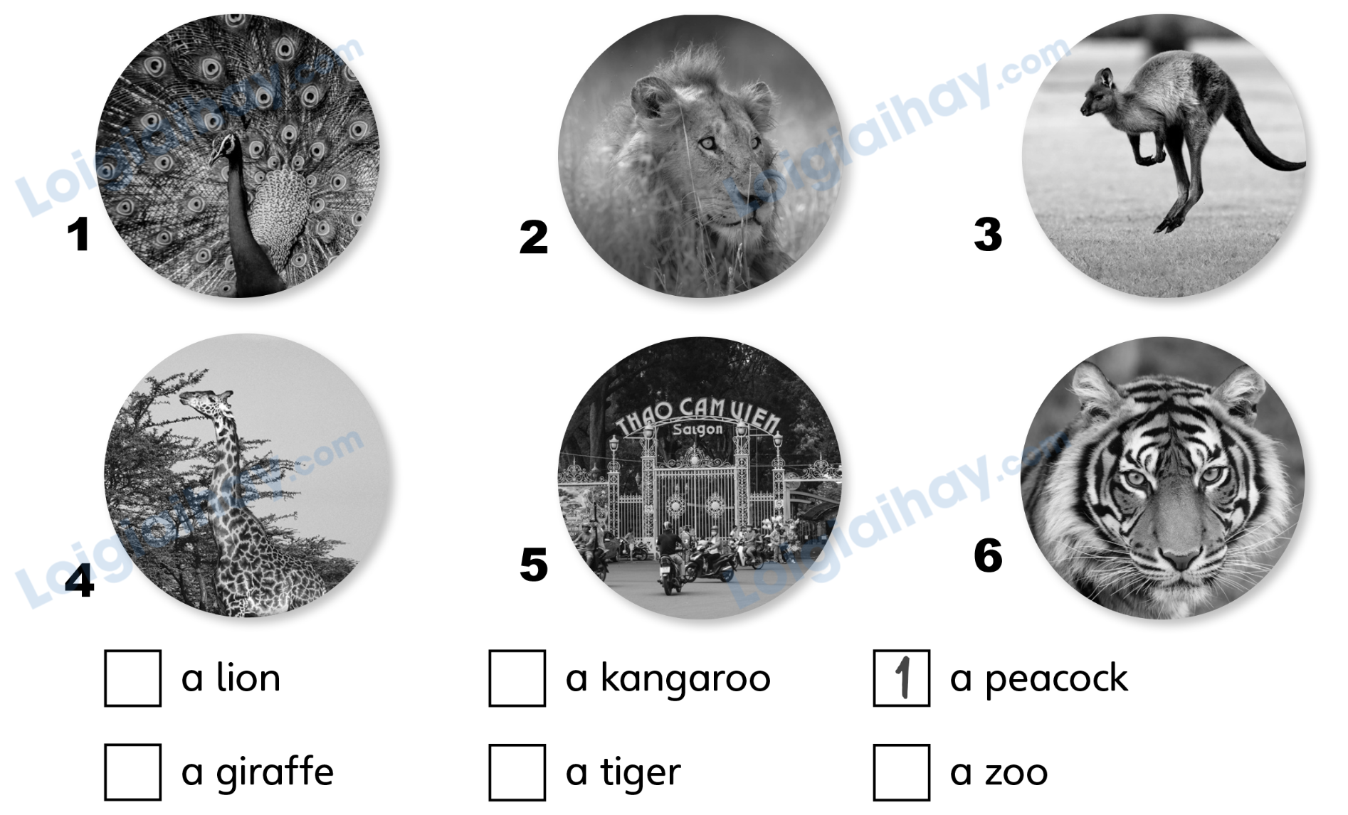 Unit 7. Awesome animals - SBT Tiếng Anh 4 - Explore Our World 0 1