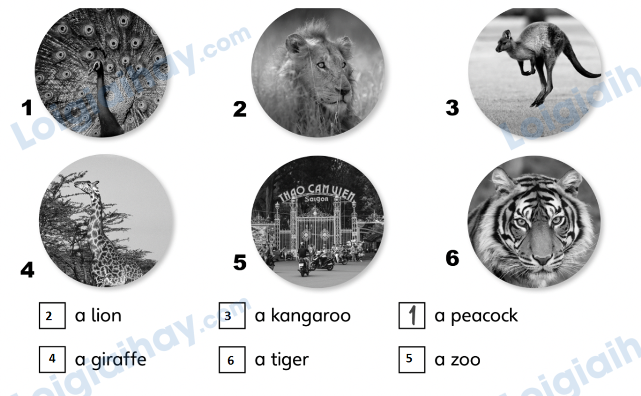 Unit 7. Awesome animals - SBT Tiếng Anh 4 - Explore Our World 0 2