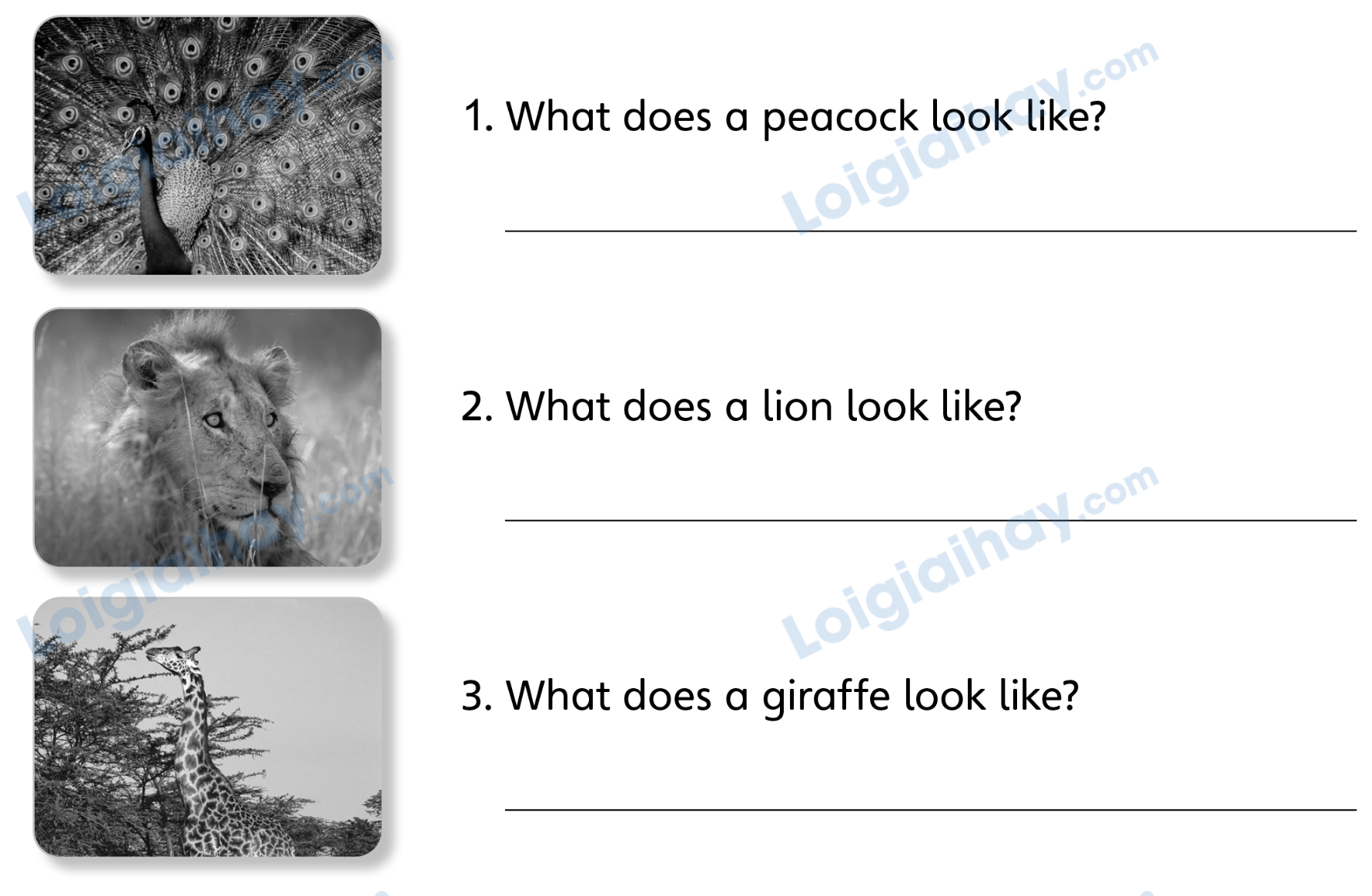 Unit 7. Awesome animals - SBT Tiếng Anh 4 - Explore Our World 2 1