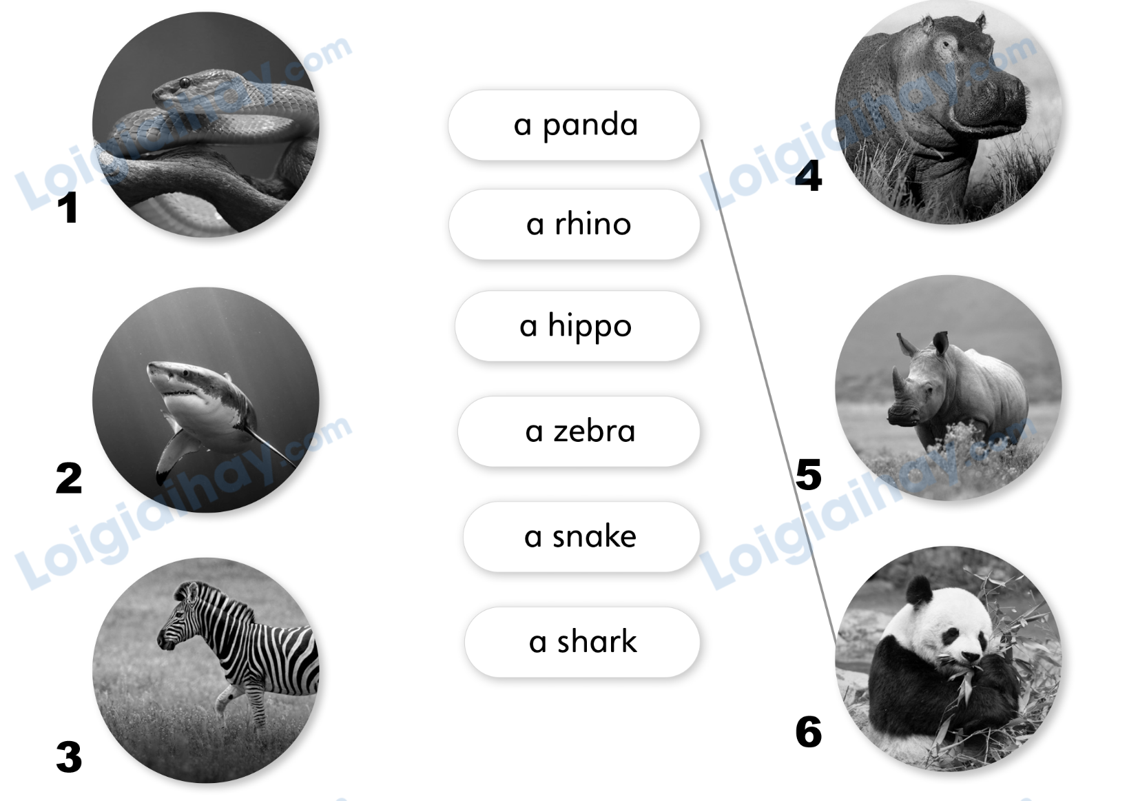 Unit 7. Awesome animals - SBT Tiếng Anh 4 - Explore Our World 5 1