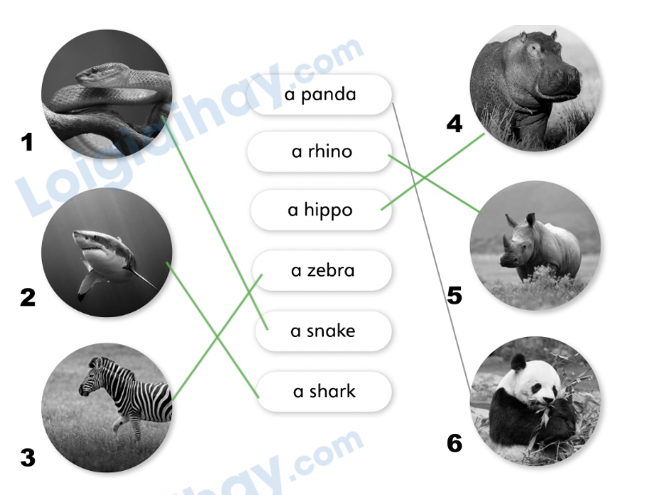 Unit 7. Awesome animals - SBT Tiếng Anh 4 - Explore Our World 5 2