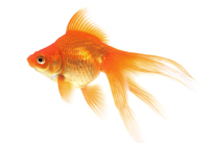 Image Example for goldfish