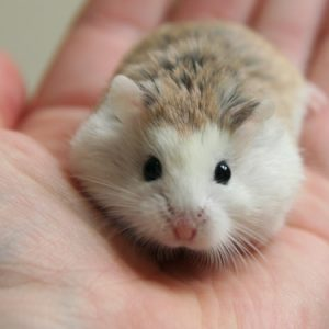 Image Example for hamster