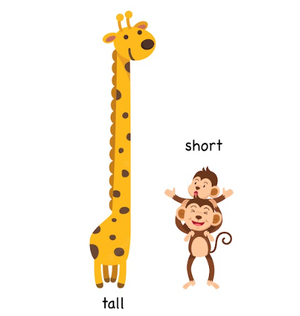 Image Example for tall