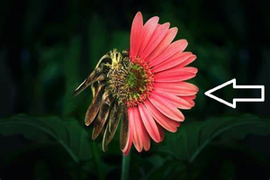 Image Example for live