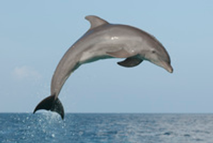 Image Example for dolphin