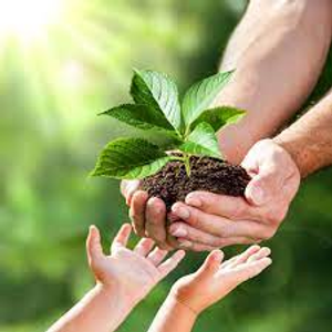 Image Example for plant