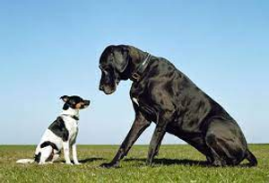 Image Example for large