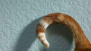 Image Example for tail