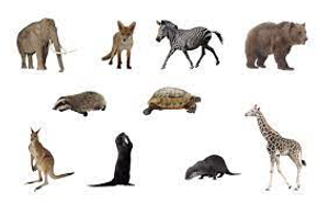 Image Example for animal