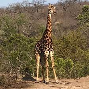 Image Example for giraffe