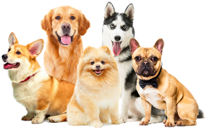 Image Example for pet