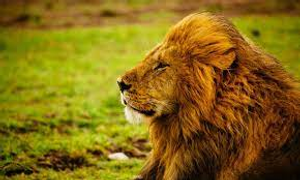 Image Example for lion