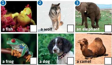 Vocaulary: Animals - Unit 3. Wild life Tiếng Anh 6 - Friends plus 1 1