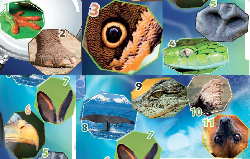 Vocaulary: Animals - Unit 3. Wild life Tiếng Anh 6 - Friends plus 4 1