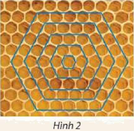 Giải mục 1 trang 52, 53 SGK Toán 11 tập 1 - Chân trời sáng tạo 1